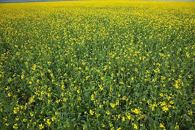 经典《恐怖美术馆》重制版上架Steam 年内发售